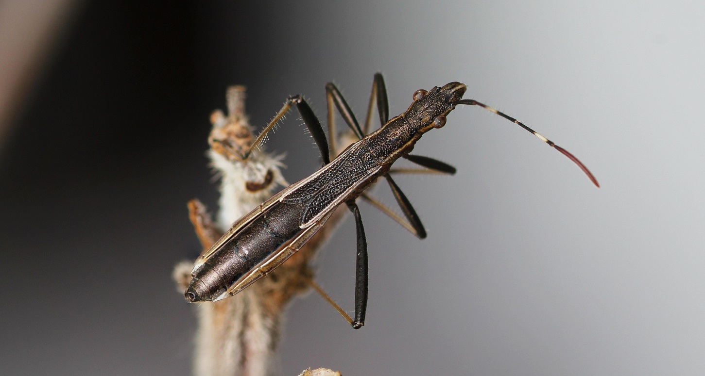 Alydidae: Micrelytra fossularum